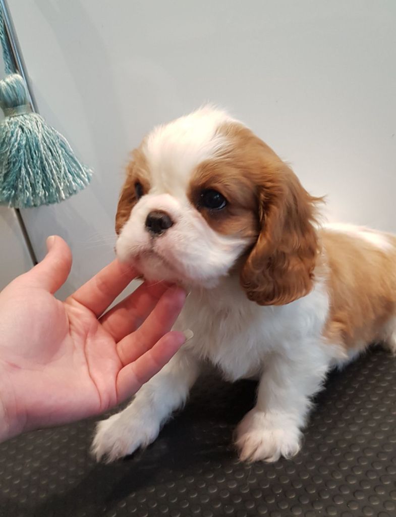 Chiots , nés chez nous
