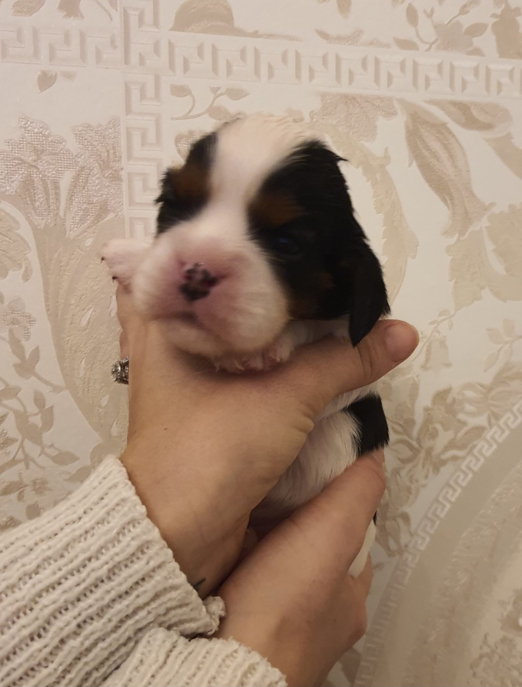 Of Jewel'symphony - Chiots disponibles - Cavalier King Charles Spaniel