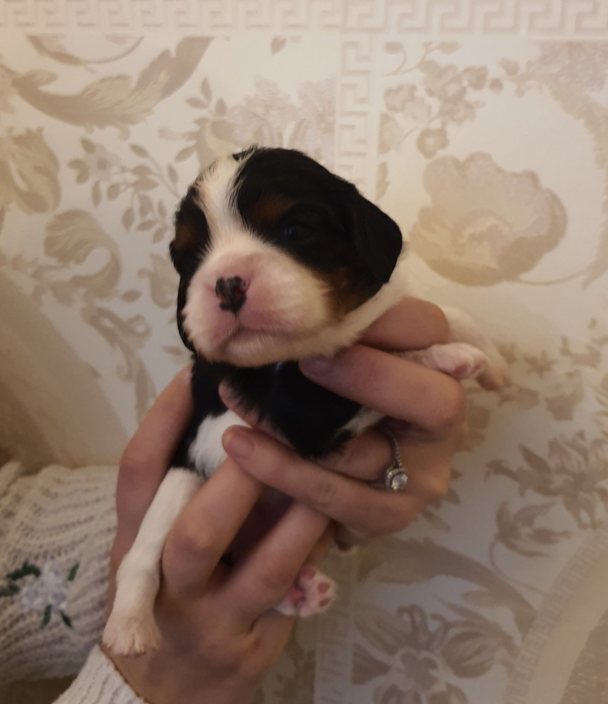 Of Jewel'symphony - Chiots disponibles - Cavalier King Charles Spaniel