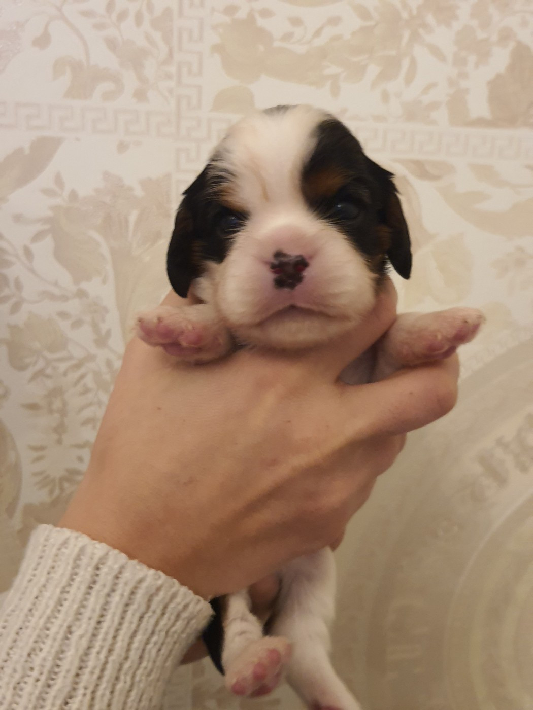 Of Jewel'symphony - Chiots disponibles - Cavalier King Charles Spaniel