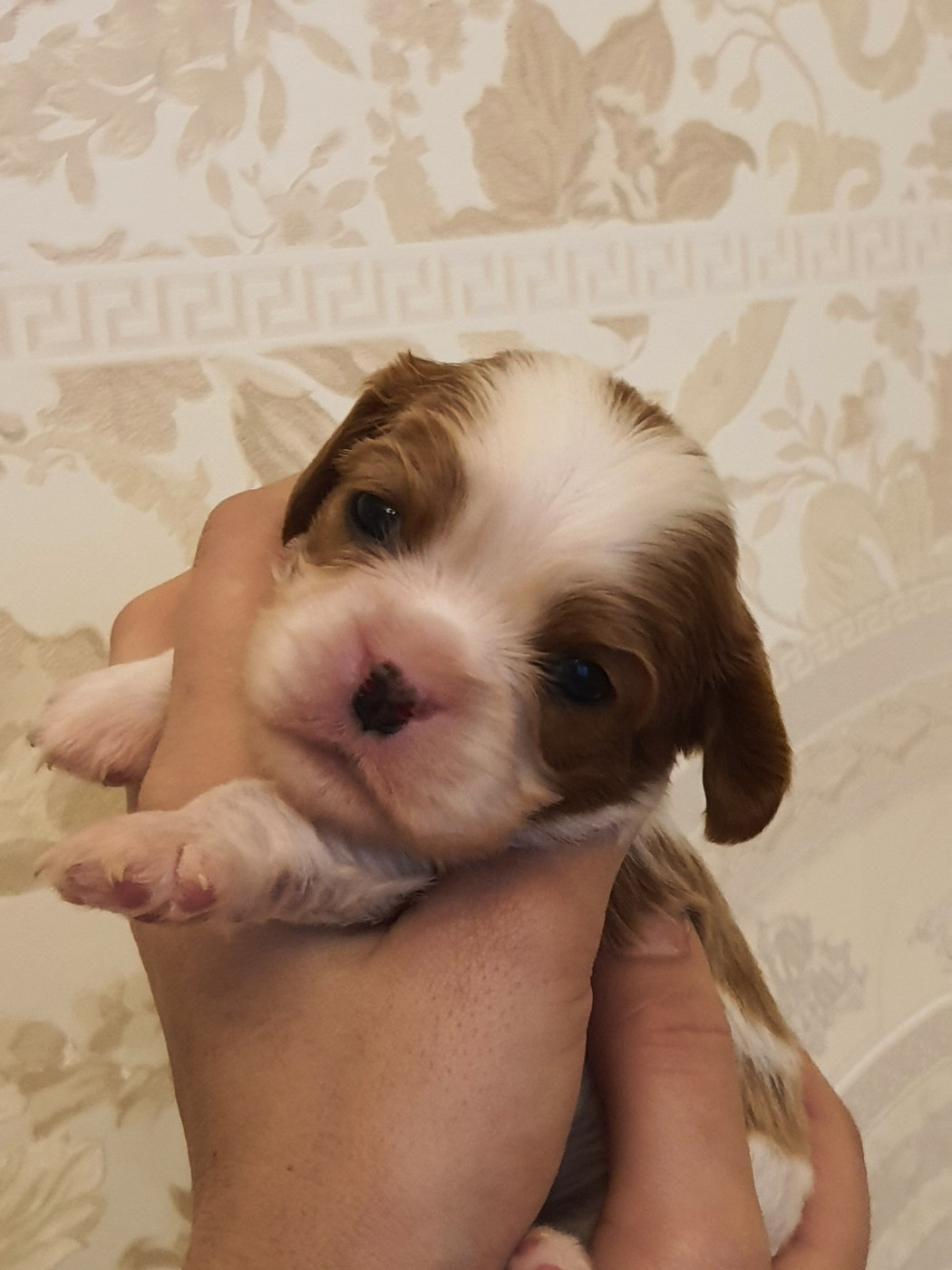 Of Jewel'symphony - Chiots disponibles - Cavalier King Charles Spaniel