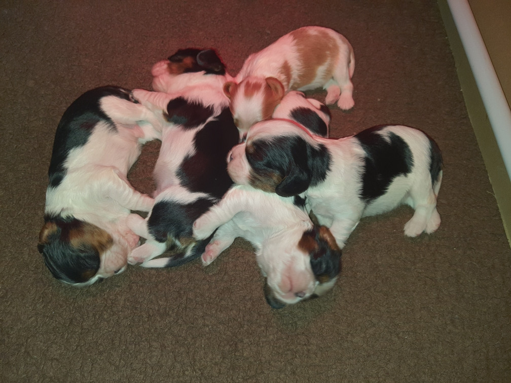 Chiot Cavalier King Charles Spaniel Of Jewel'symphony