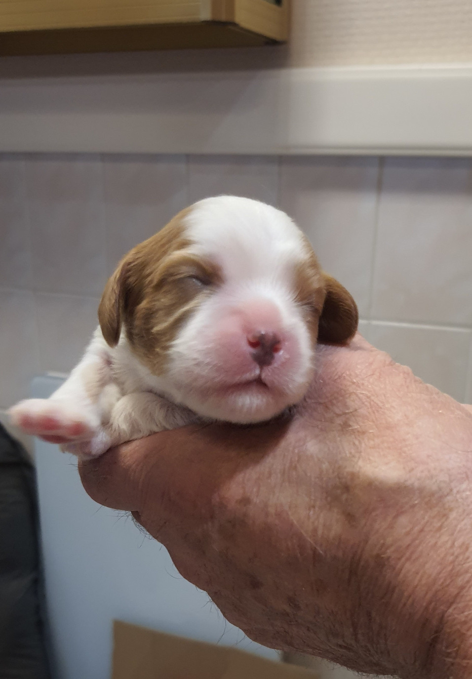 Of Jewel'symphony - Chiots disponibles - Cavalier King Charles Spaniel