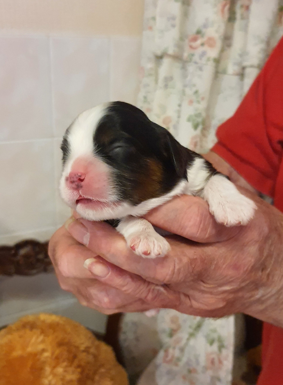 Of Jewel'symphony - Chiots disponibles - Cavalier King Charles Spaniel