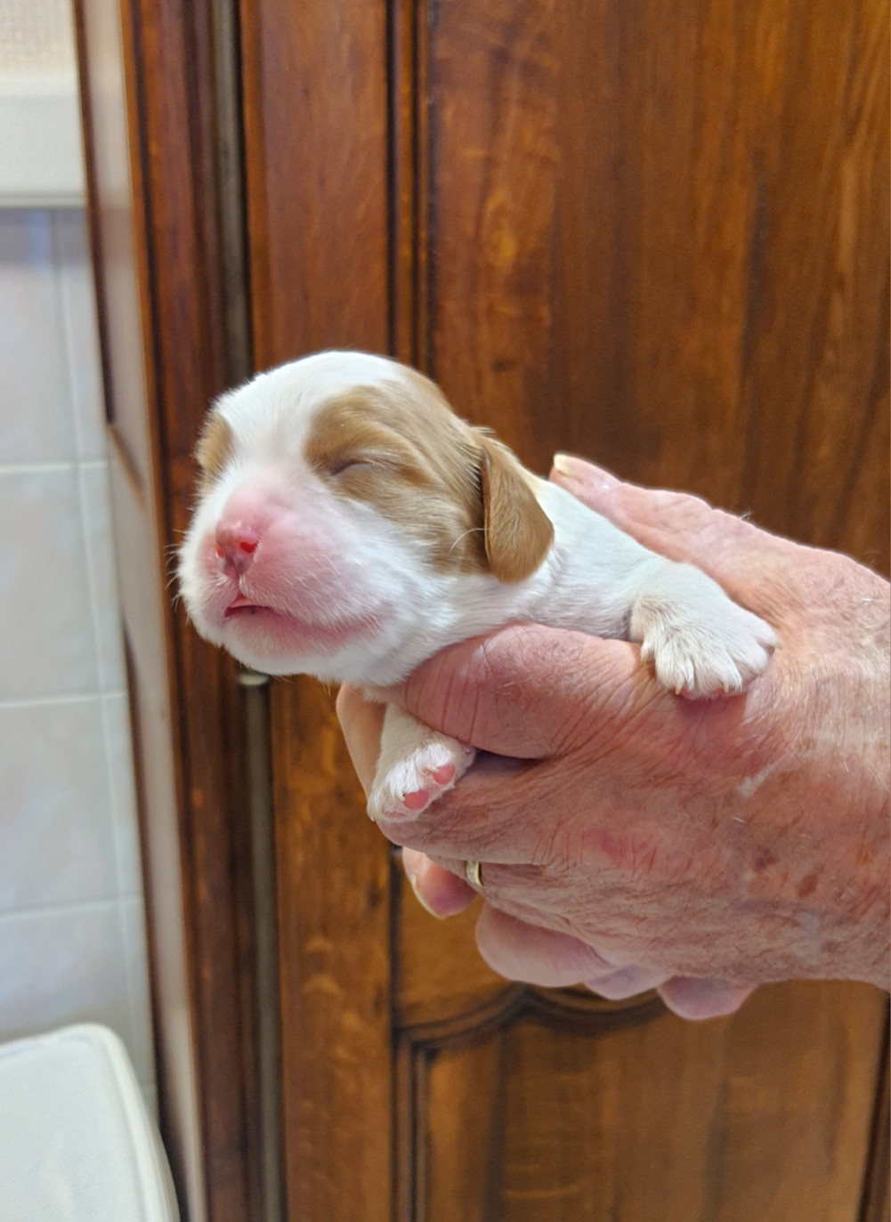 Of Jewel'symphony - Chiots disponibles - Cavalier King Charles Spaniel