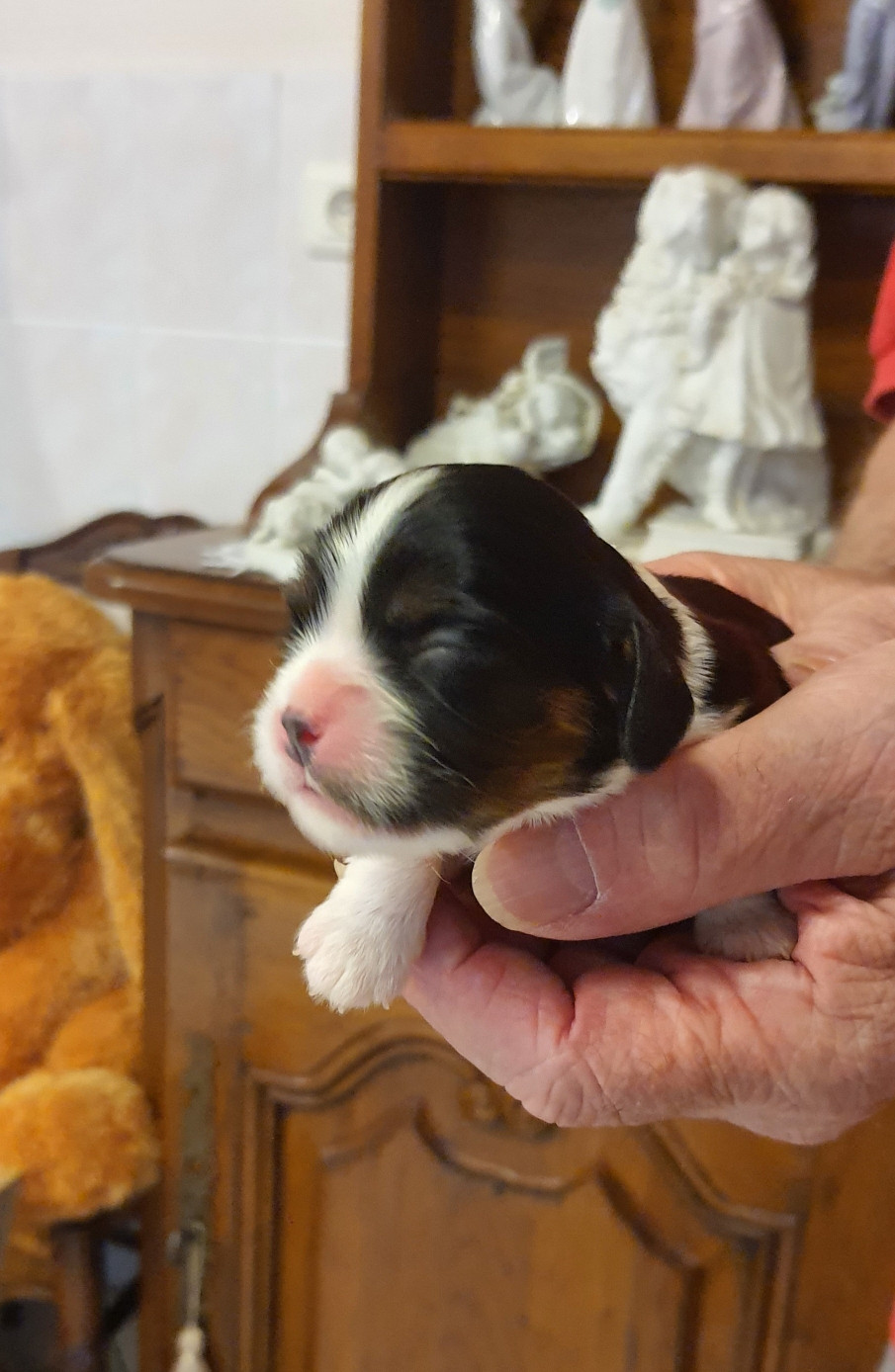 Of Jewel'symphony - Chiots disponibles - Cavalier King Charles Spaniel