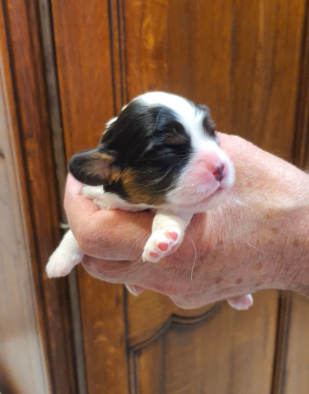 Of Jewel'symphony - Chiots disponibles - Cavalier King Charles Spaniel