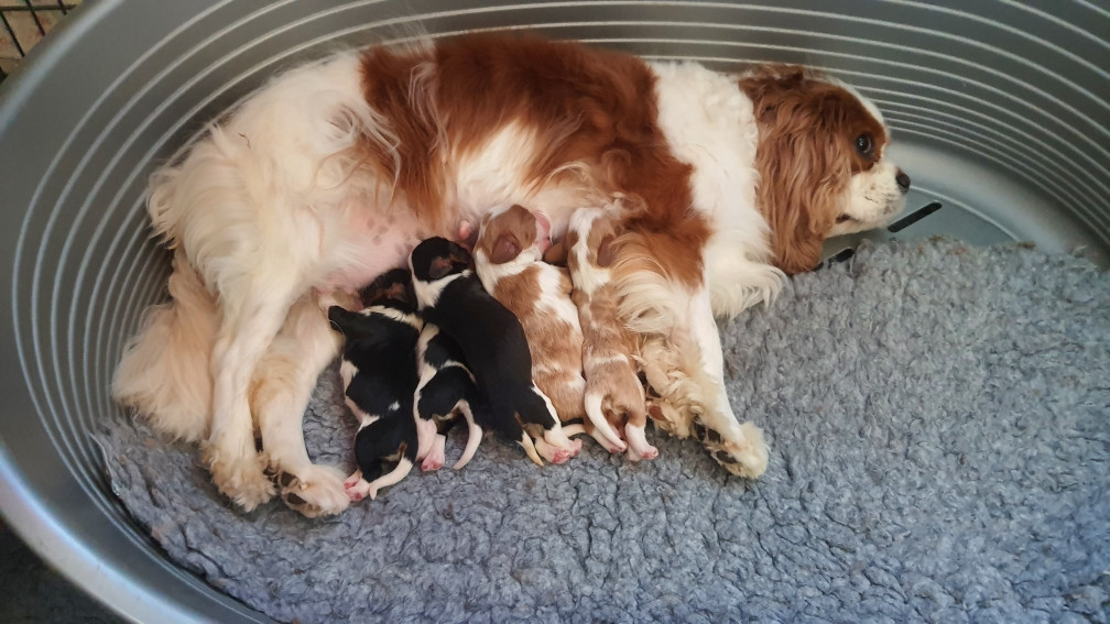 Chiot Cavalier King Charles Spaniel Of Jewel'symphony